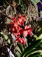 Albums/20200303-Kew Gardens/17